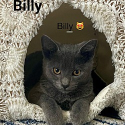 Thumbnail photo of BILLY #1
