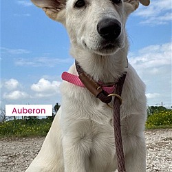 Photo of Auberon coming soon