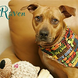 Photo of Raven FH