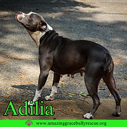 Thumbnail photo of Adilia #4