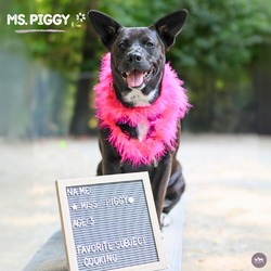 Thumbnail photo of Ms. Piggy #4