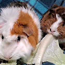 bonded pet photo