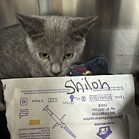adopt a pet