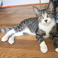 adopt a pet