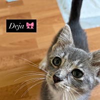 adopt-pet