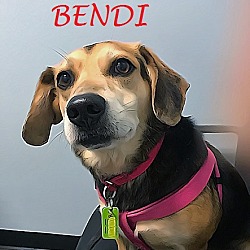 Thumbnail photo of BENDI #1