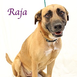 Photo of Raja