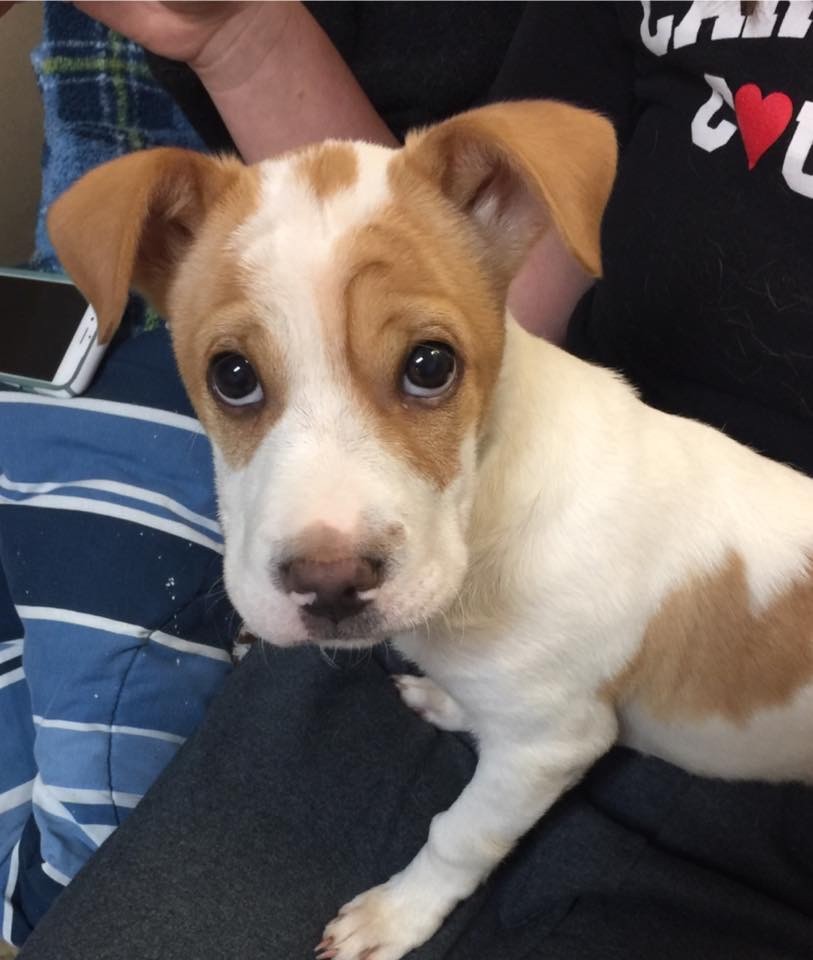 shar pei jack russell