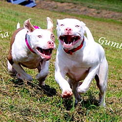 Thumbnail photo of Gumbo ~ meet me! #4