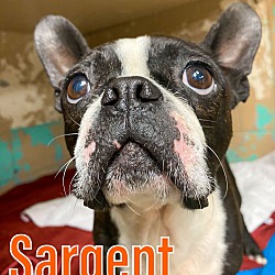 Thumbnail photo of Sargent #1
