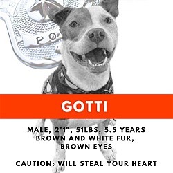 Thumbnail photo of Gotti #3