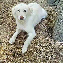 Photo of Piper URGENT