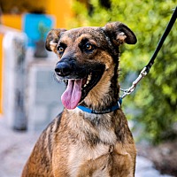 adopt a pet