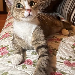 Photo of Mayla. Lap cat