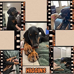 Thumbnail photo of Higgins #1