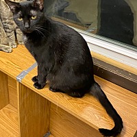 adopt a pet