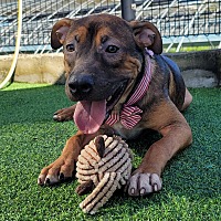 adopt a pet
