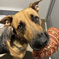 adopt a pet