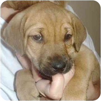 Minerva Oh Bloodhound Meet Drew A Pet For Adoption
