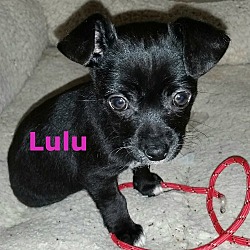 Photo of Lulu