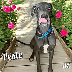 Photo of Pesto