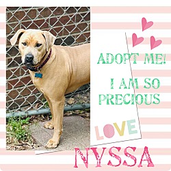 Thumbnail photo of Nyssa~adopted! #3