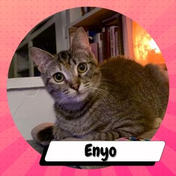Thumbnail photo of Enyo #3