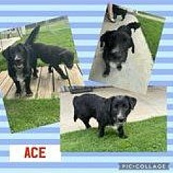 Thumbnail photo of Ace #4