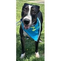 adopt-pet