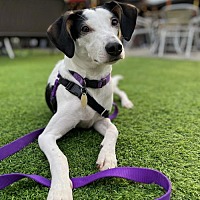 adopt a pet