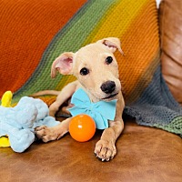 adopt a pet