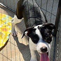 adopt a pet