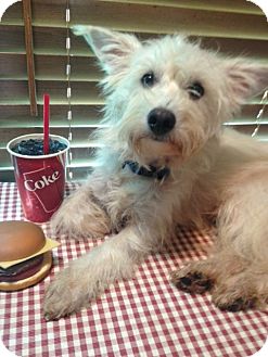east highland terrier