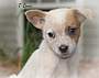 T BONE - Australian Cattle Dog available for adoption