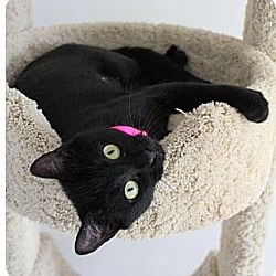 Thumbnail photo of Blackie- social lap cat #2