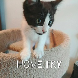 Thumbnail photo of Home Fry #2