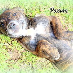 Thumbnail photo of Possum~adopted! #1