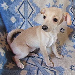 Thumbnail photo of Beany-ADOPTED 8/22/21 #1