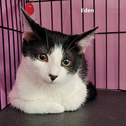 Photo of Evie (Eden adopted)