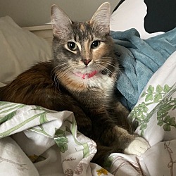 Photo of Stella