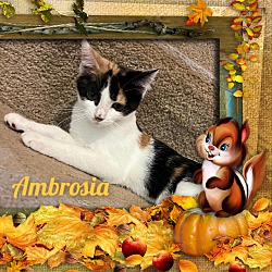 Photo of Ambrosia