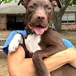 Photo of Clyde Milk Chocolate Pittie Kiss cat friendly