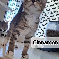 Thumbnail photo of Cinnamon #2