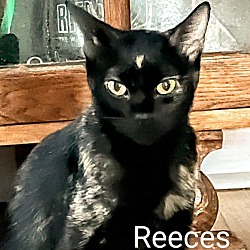 Thumbnail photo of Reeces #sweet-natured #1