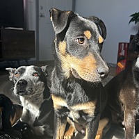 adopt a pet