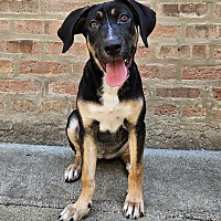adopt a pet