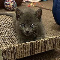adopt a pet