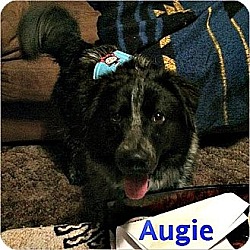 Photo of Augie