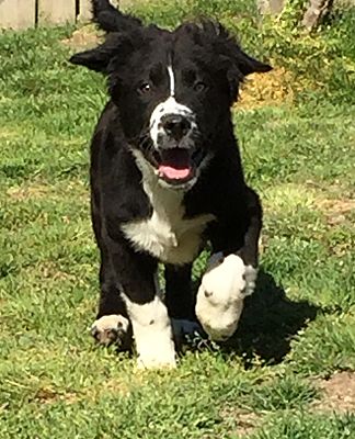 Newfoundland spaniel sale mix