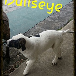 Thumbnail photo of Bullseye (DC) #2